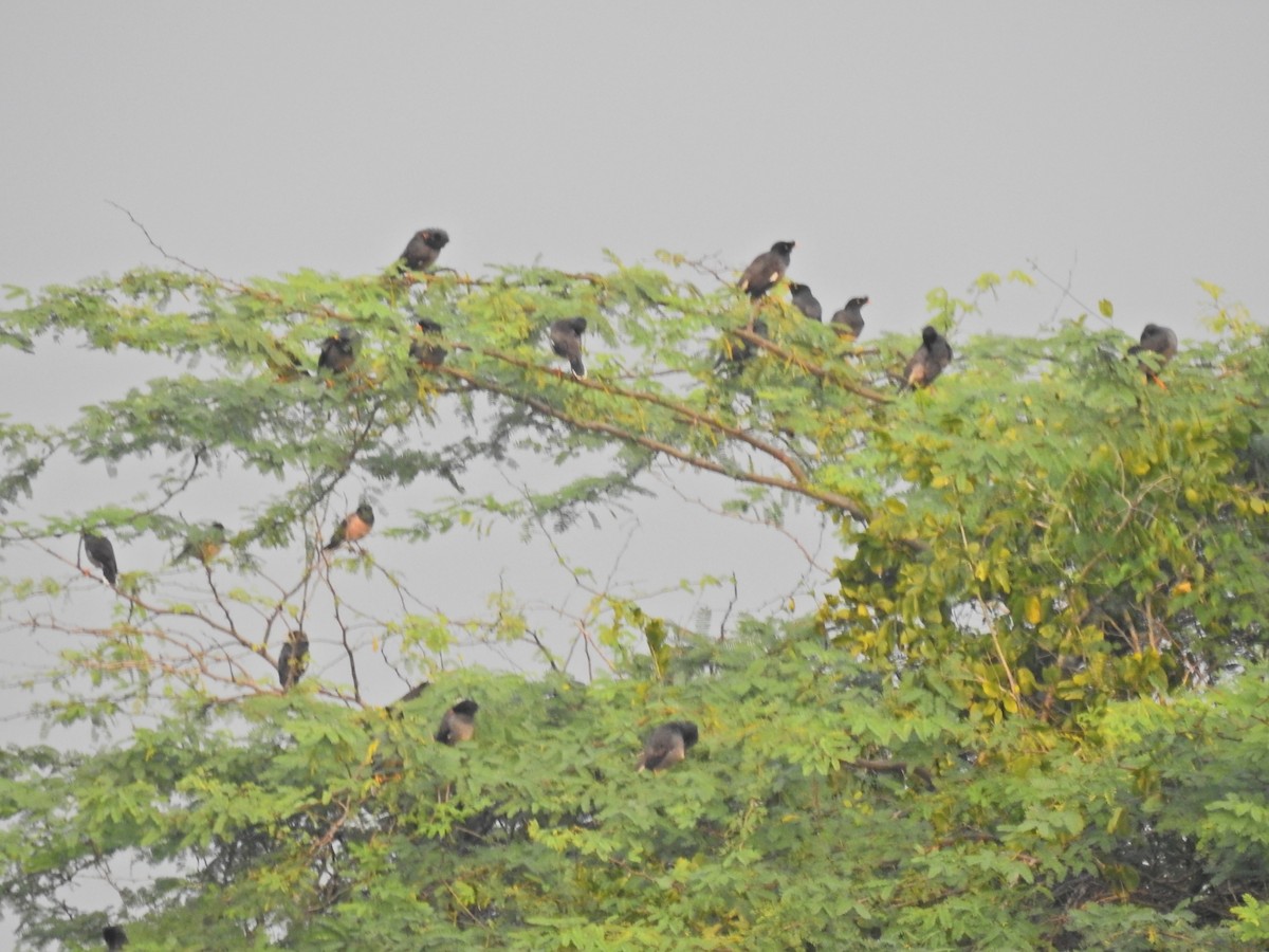 Jungle Myna - ML646959609