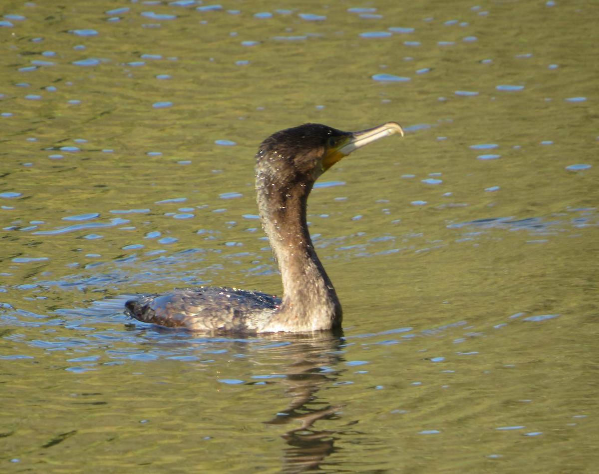 kormorán velký - ML646959610