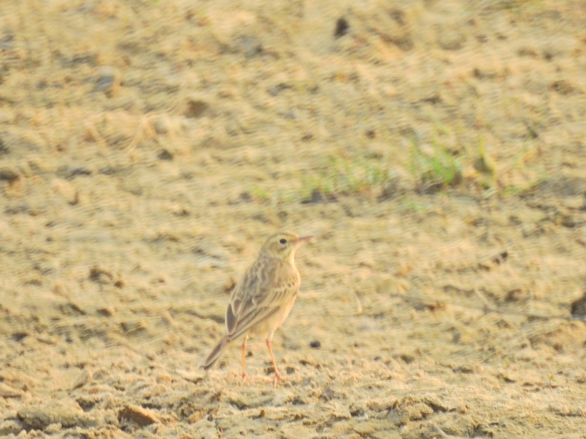 Paddyfield Pipit - ML646959614