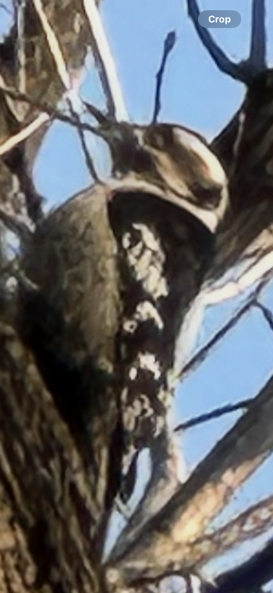 hvitryggspett (leucotos gr.) - ML646959616