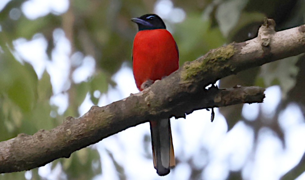 Scarlet-rumped Trogon - ML646959618