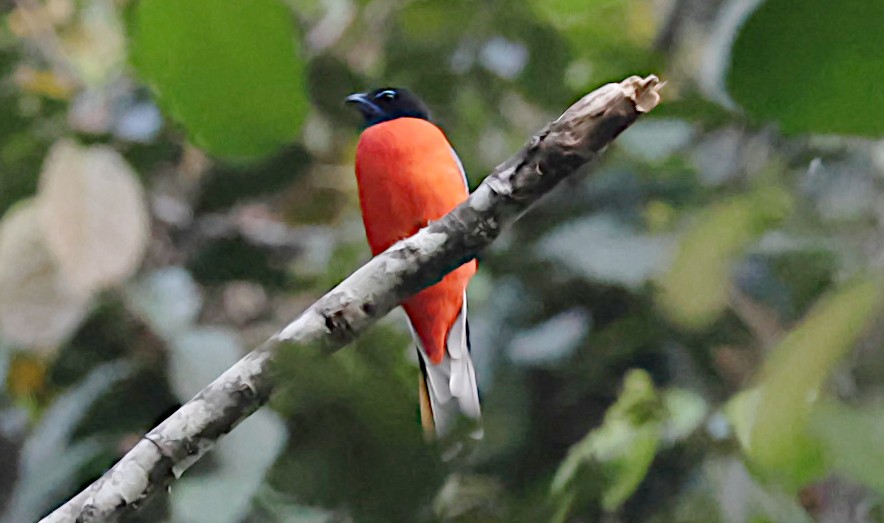 Scarlet-rumped Trogon - ML646959619