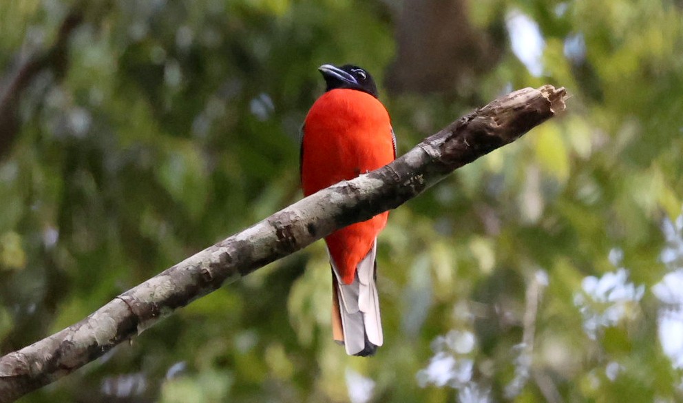 Scarlet-rumped Trogon - ML646959620