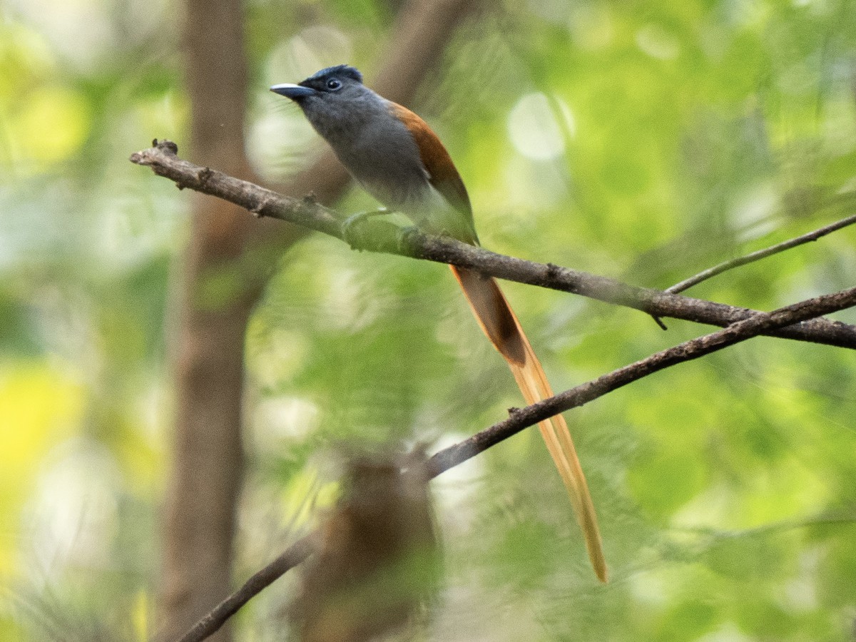 Blyth's Paradise-Flycatcher - ML646959621