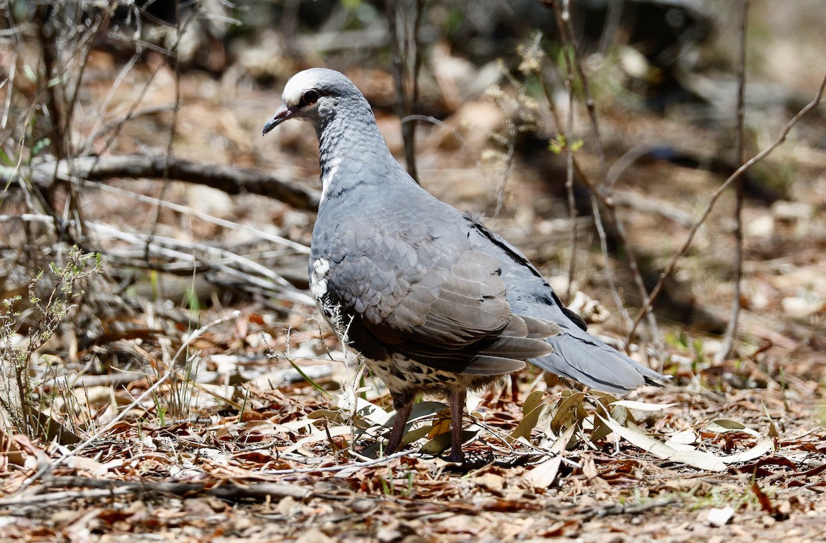 Вонга - ML646959625