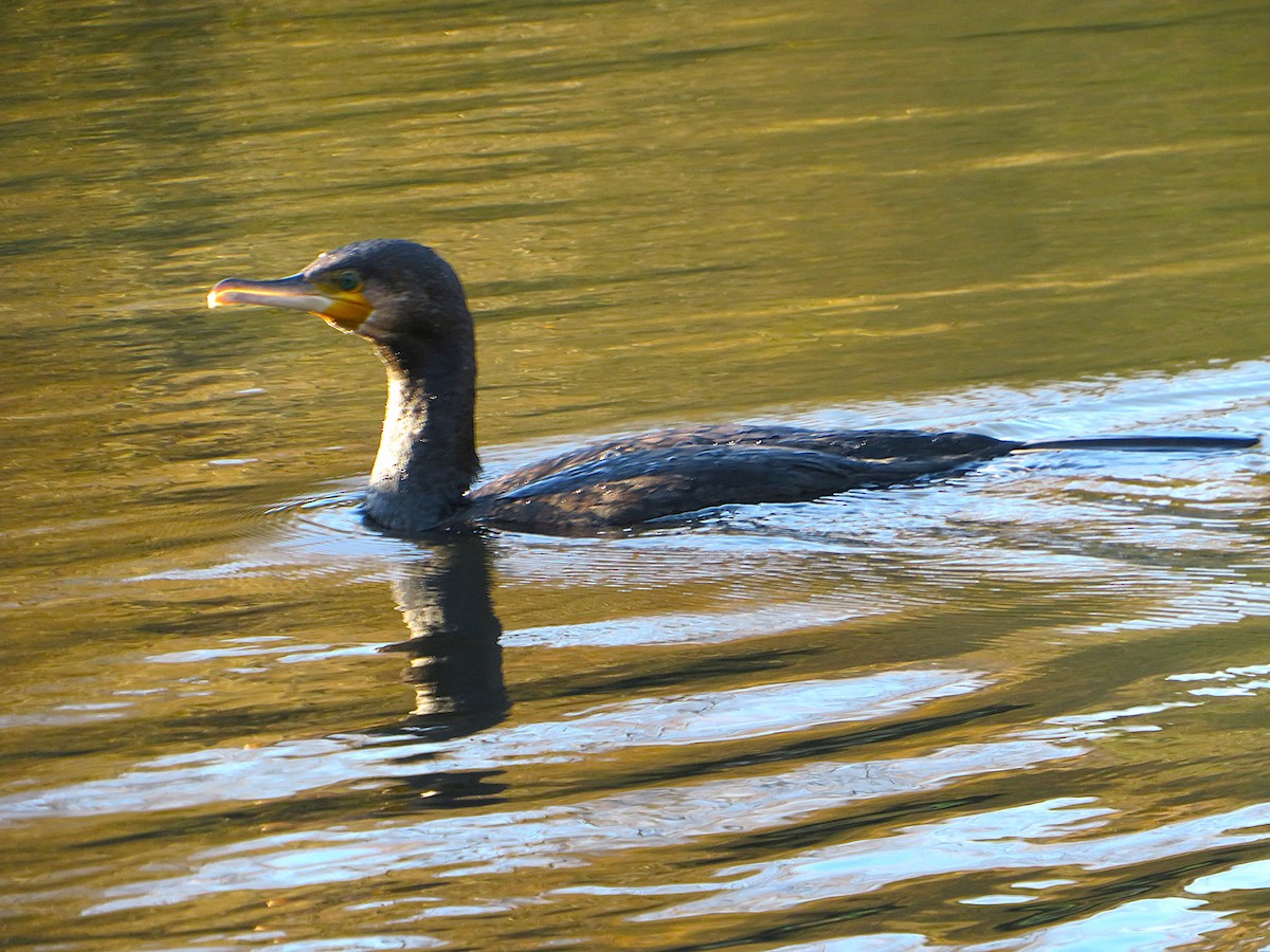 kormorán velký - ML646959626