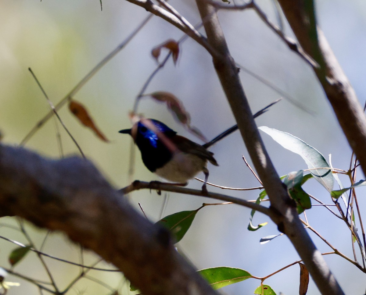 Красноспинный/Разноцветный малюр - ML646959631