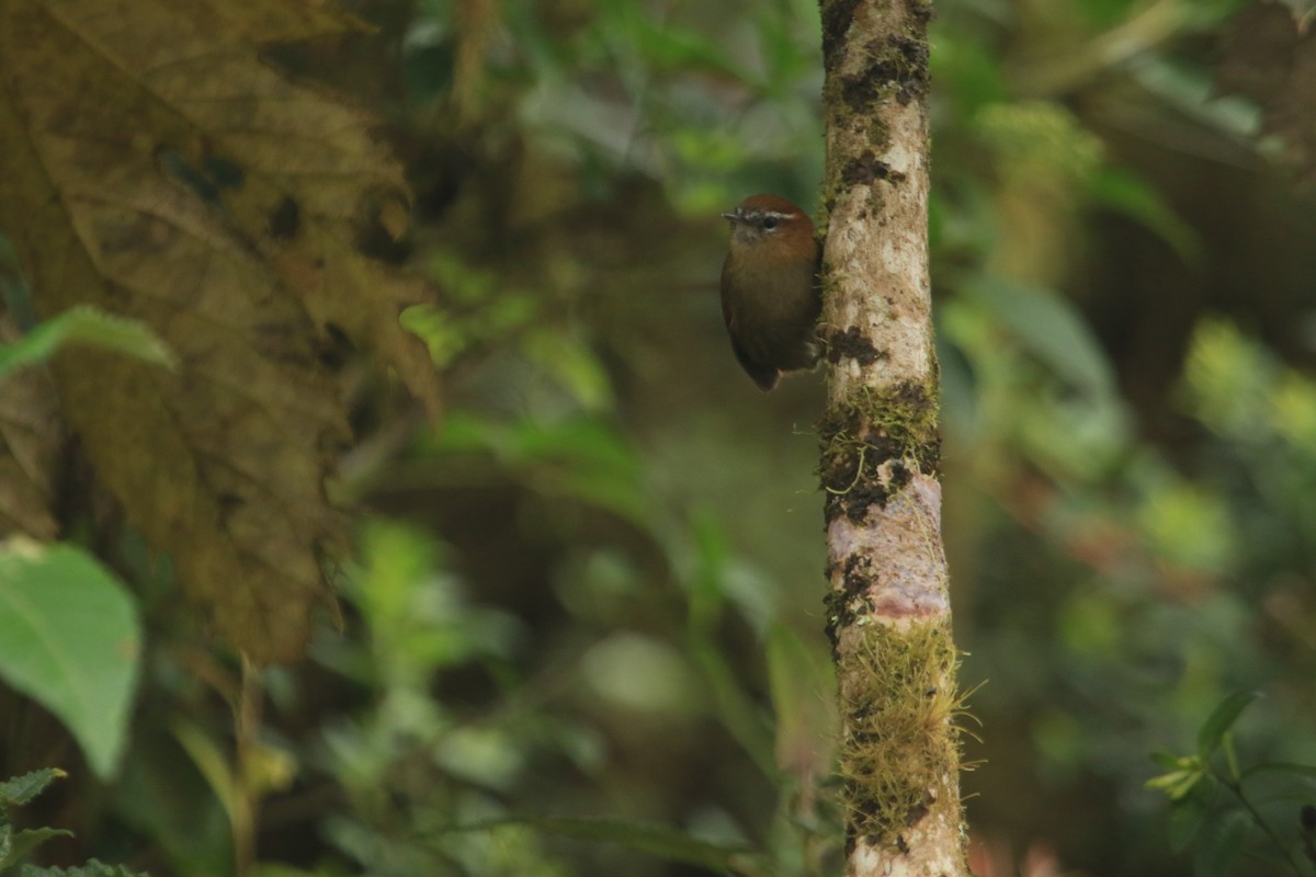 White-browed Spinetail - ML646959635