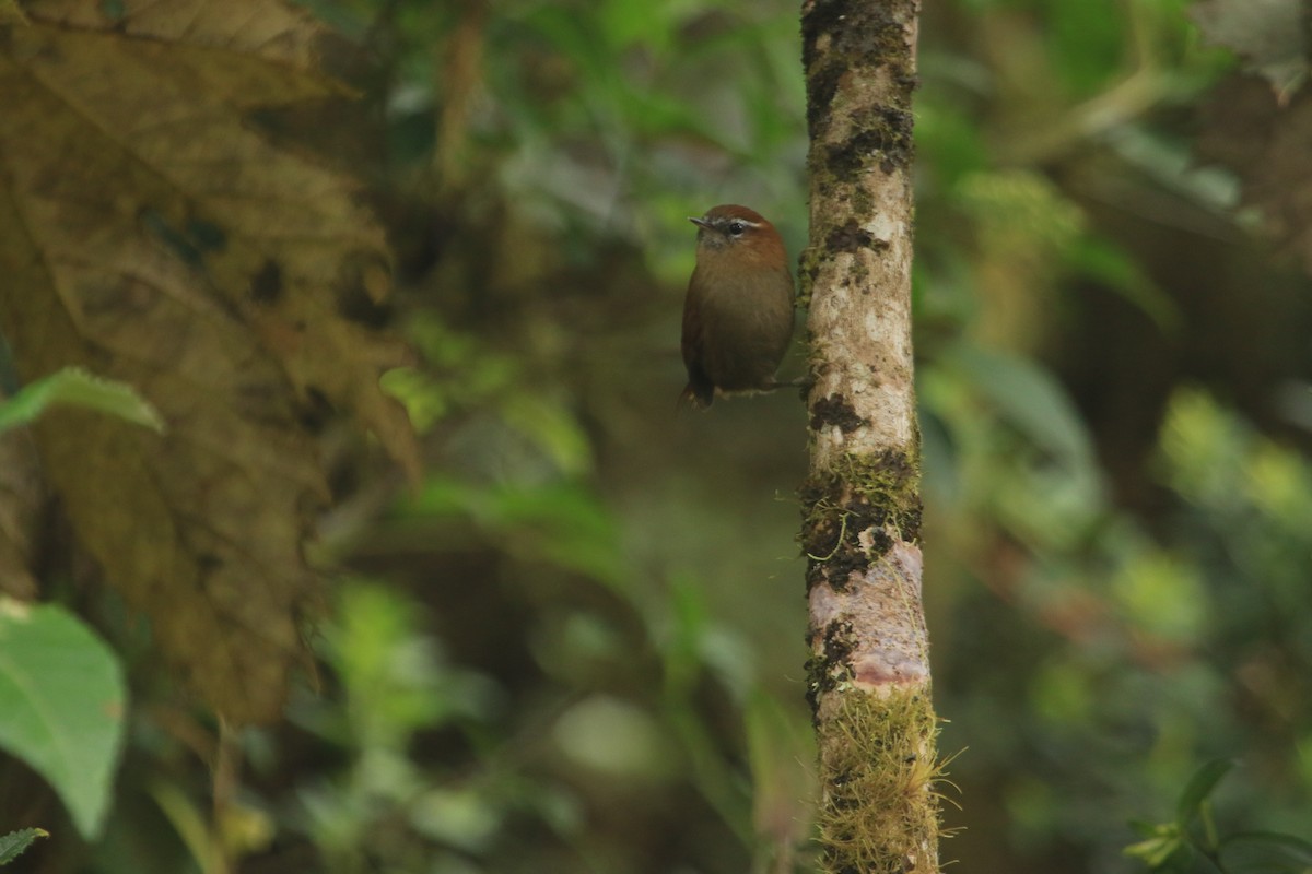 White-browed Spinetail - ML646959636
