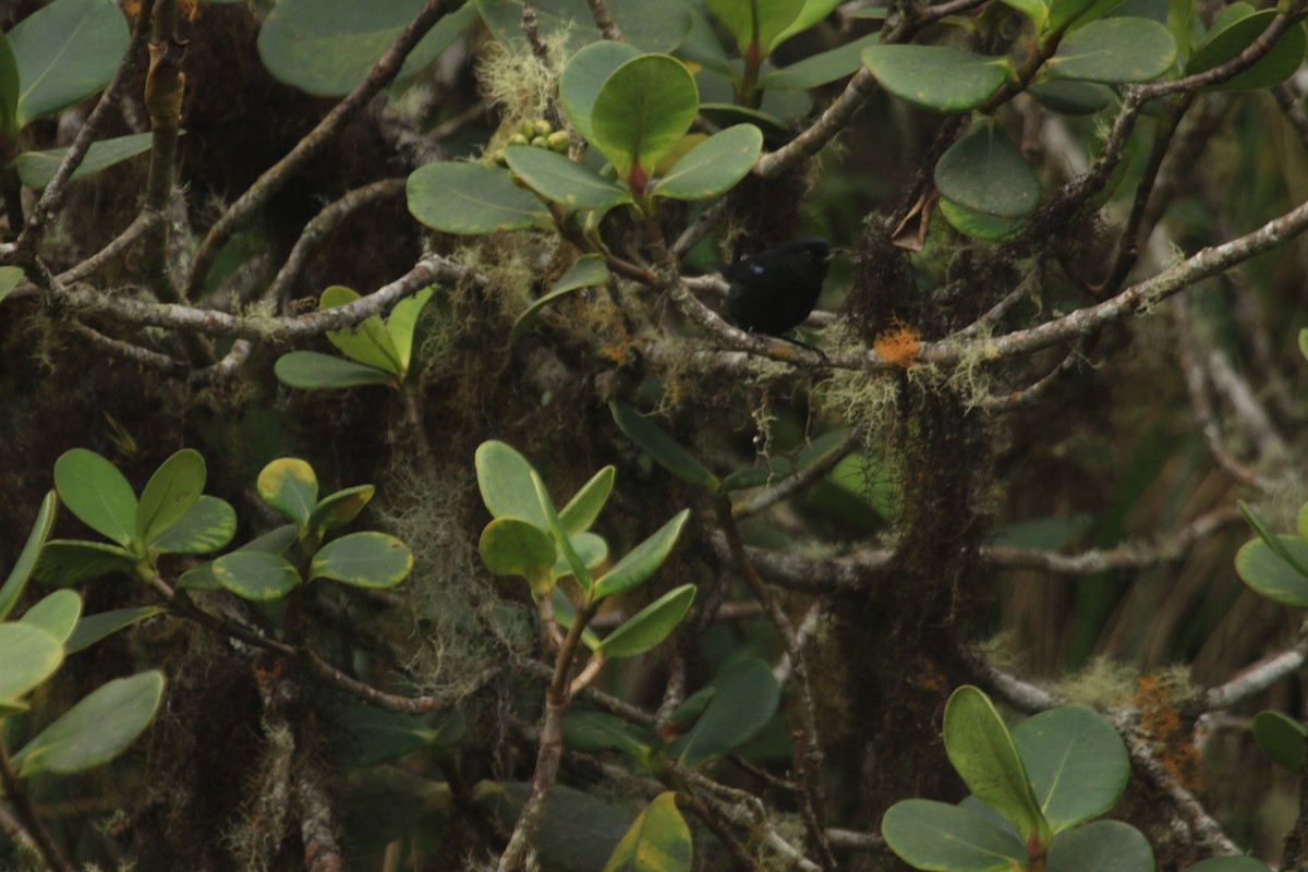 Glossy Flowerpiercer - ML646959639
