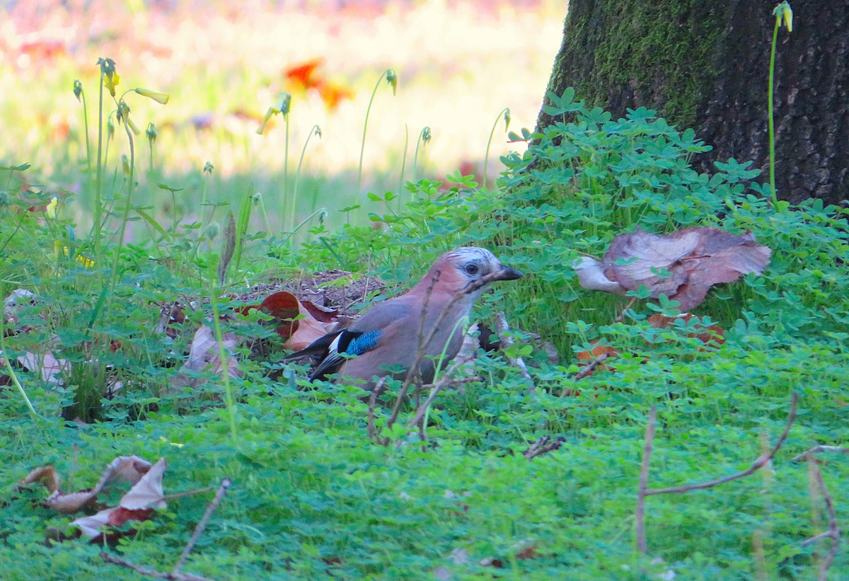 Geai des chênes - ML646959641