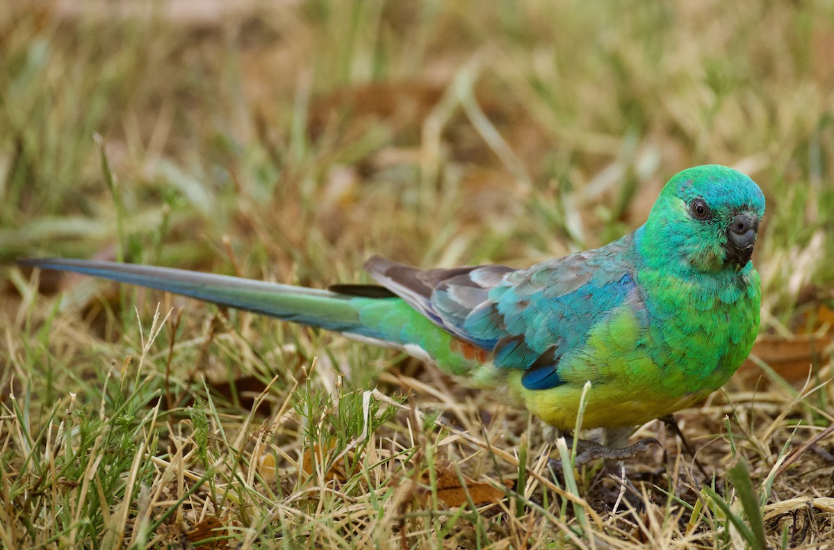 Perruche à croupion rouge - ML646959642