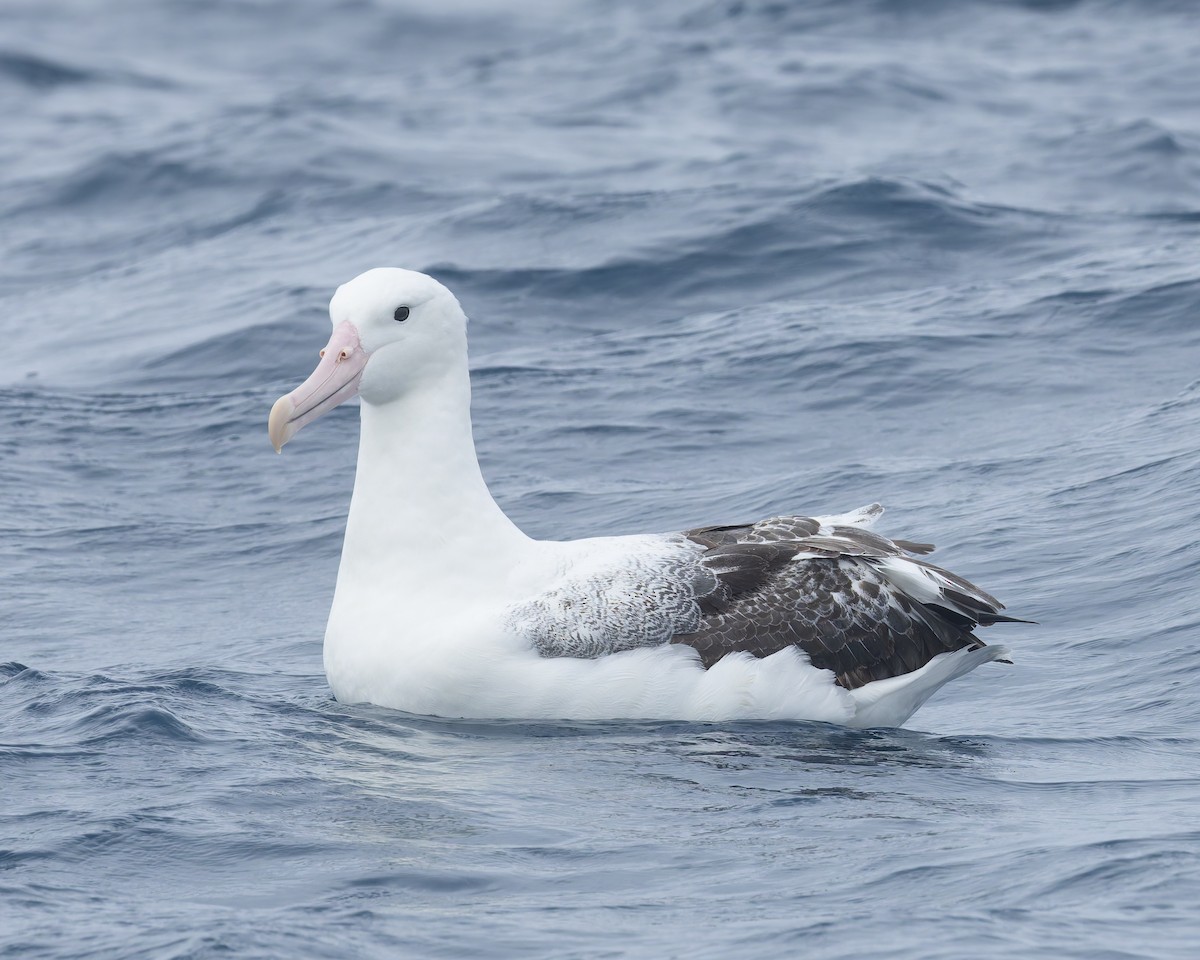 Albatros royal - ML646959644