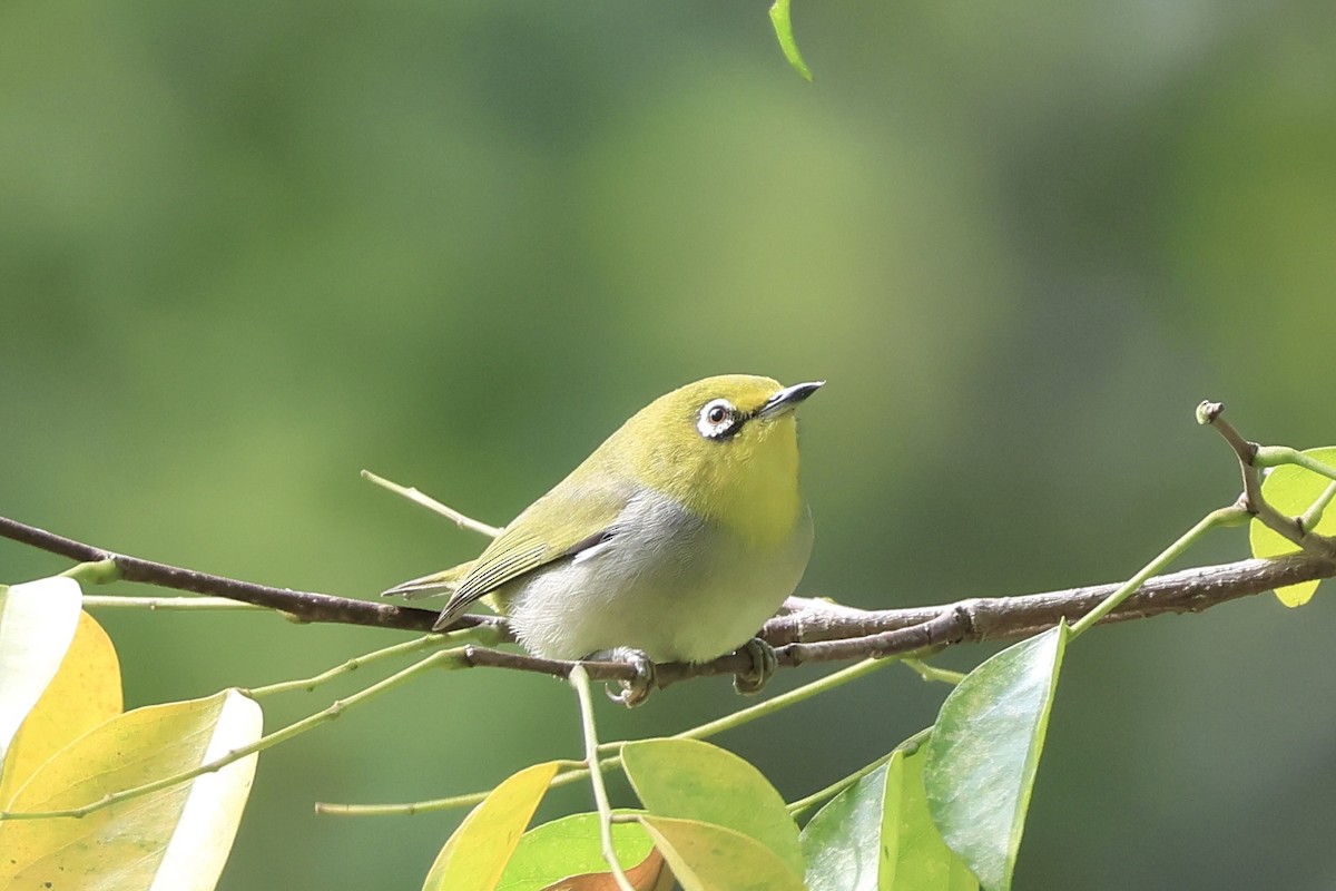 Zostérops de Swinhoe - ML646959645