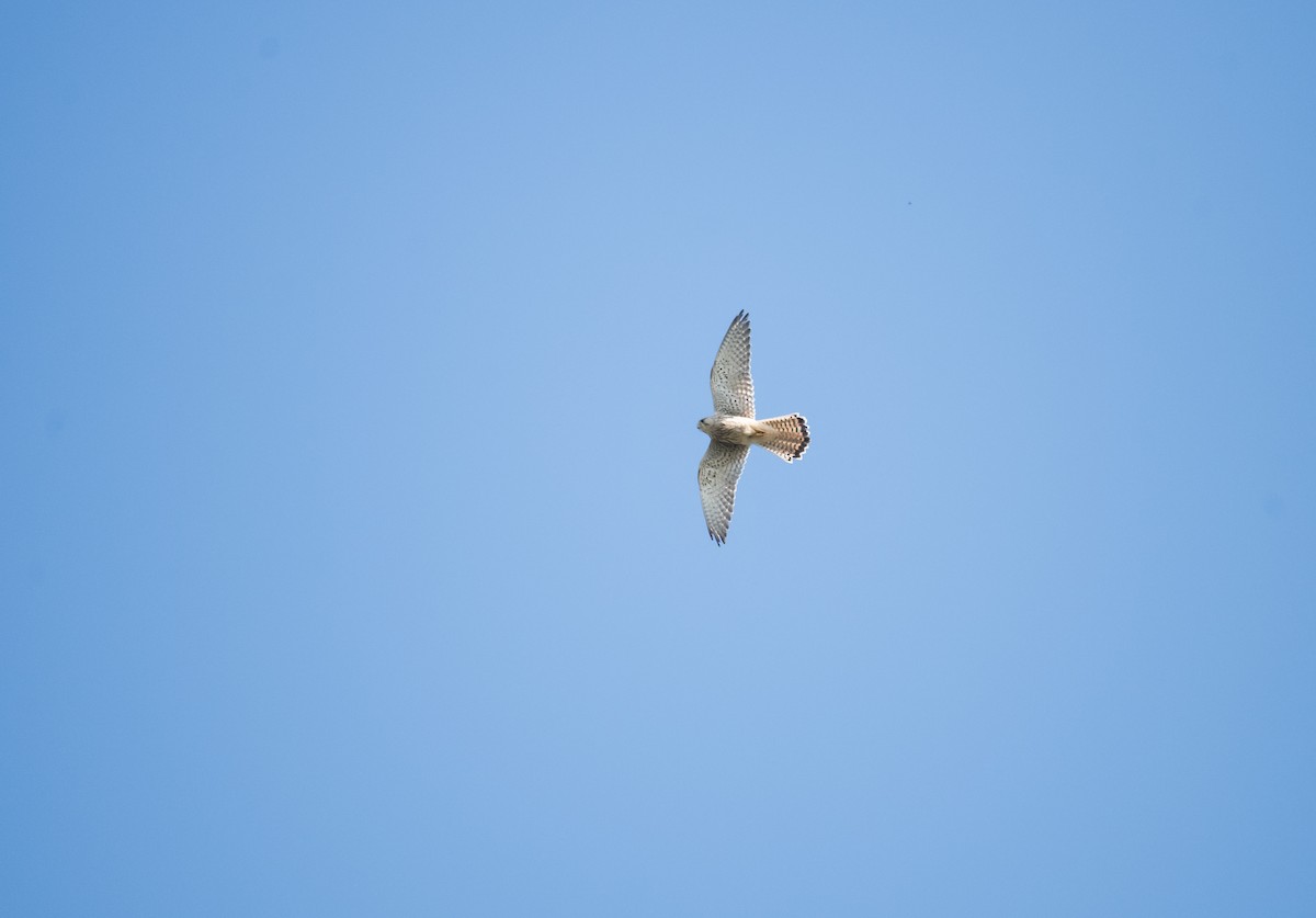 Faucon crécerelle - ML646959646