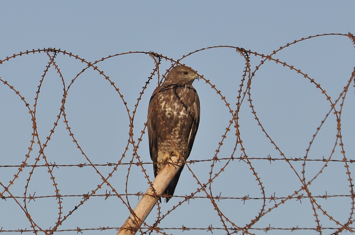 Buse variable - ML646959647