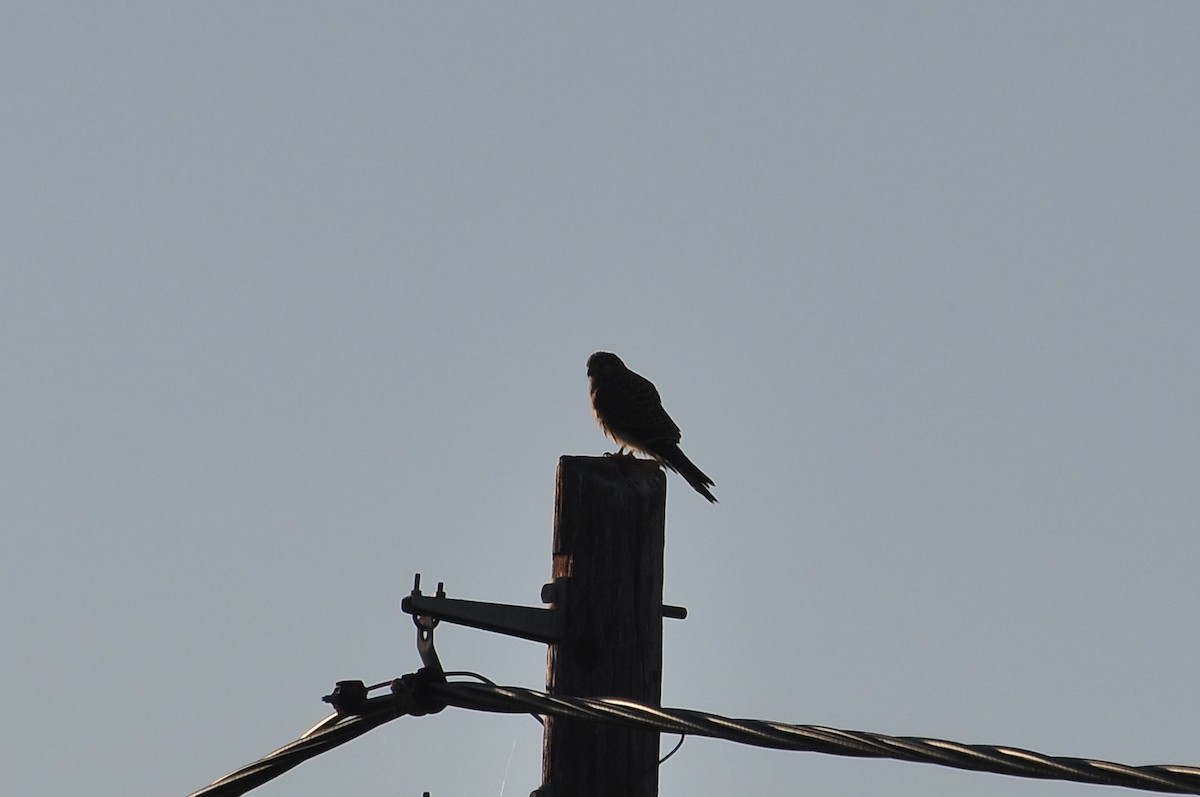 Faucon crécerelle - ML646959651