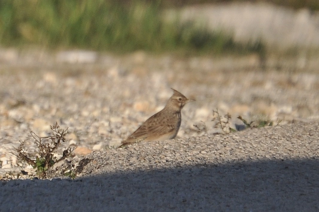 Cochevis huppé - ML646959652