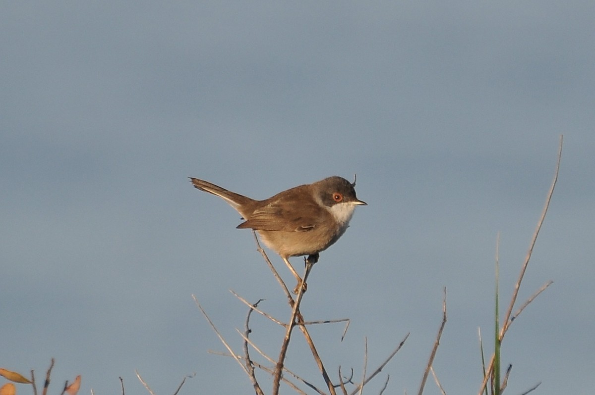 סבכי שחור-ראש - ML646959654