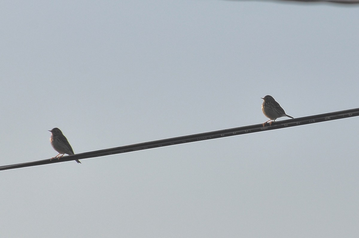 פפיון שדות - ML646959655