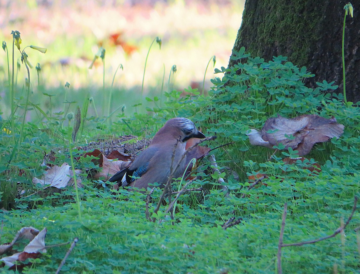 עורבני - ML646959656