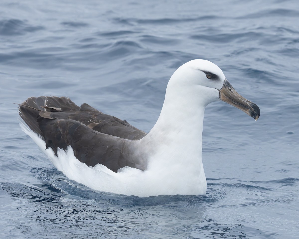 Black-browed Albatross (Campbell) - ML646959658