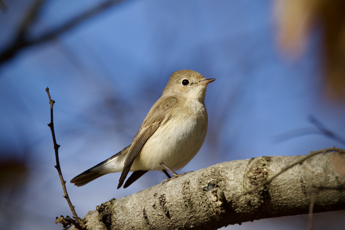Red-breasted Flycatcher - ML646959664