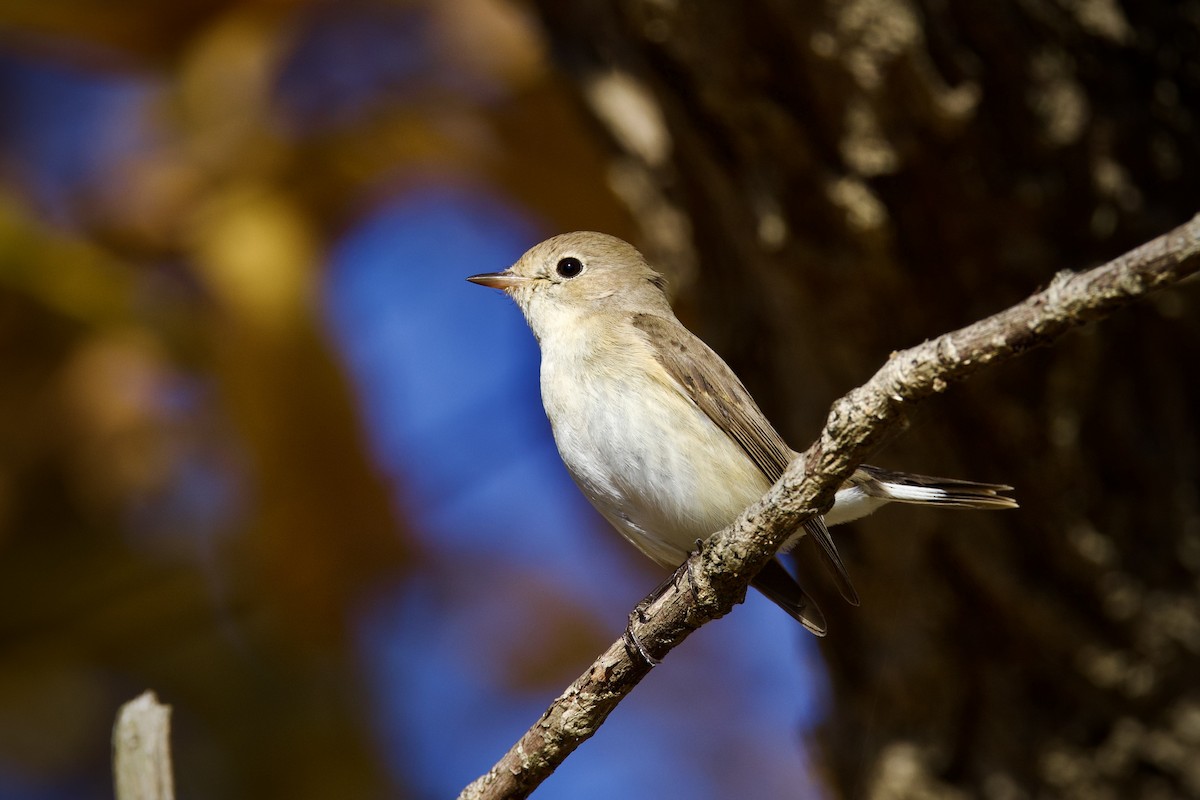 Red-breasted Flycatcher - ML646959668