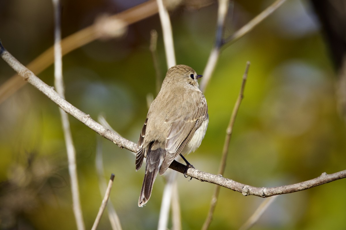 Red-breasted Flycatcher - ML646959669
