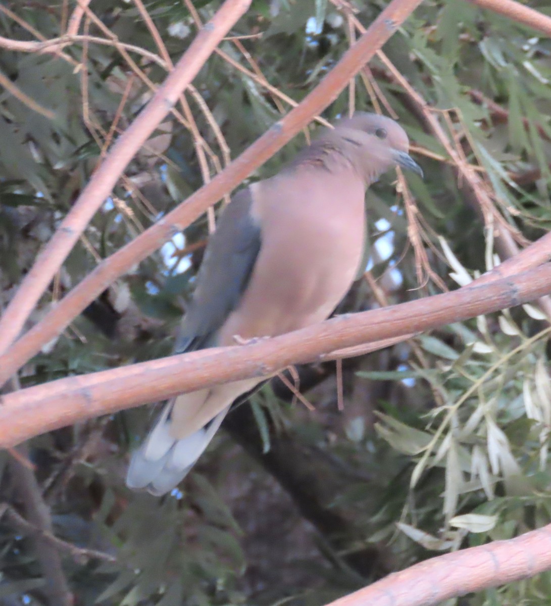 White-tipped Dove - ML646959670