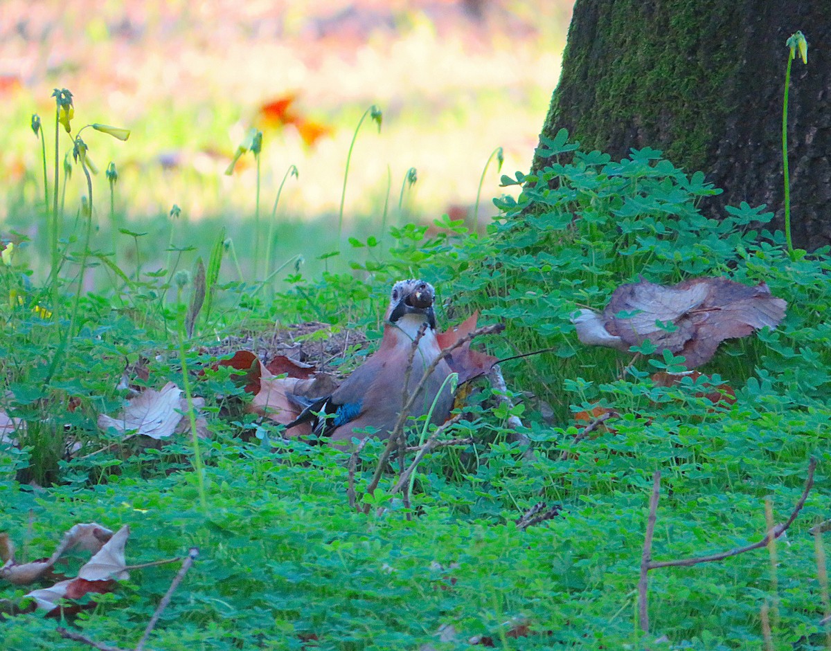 עורבני - ML646959671