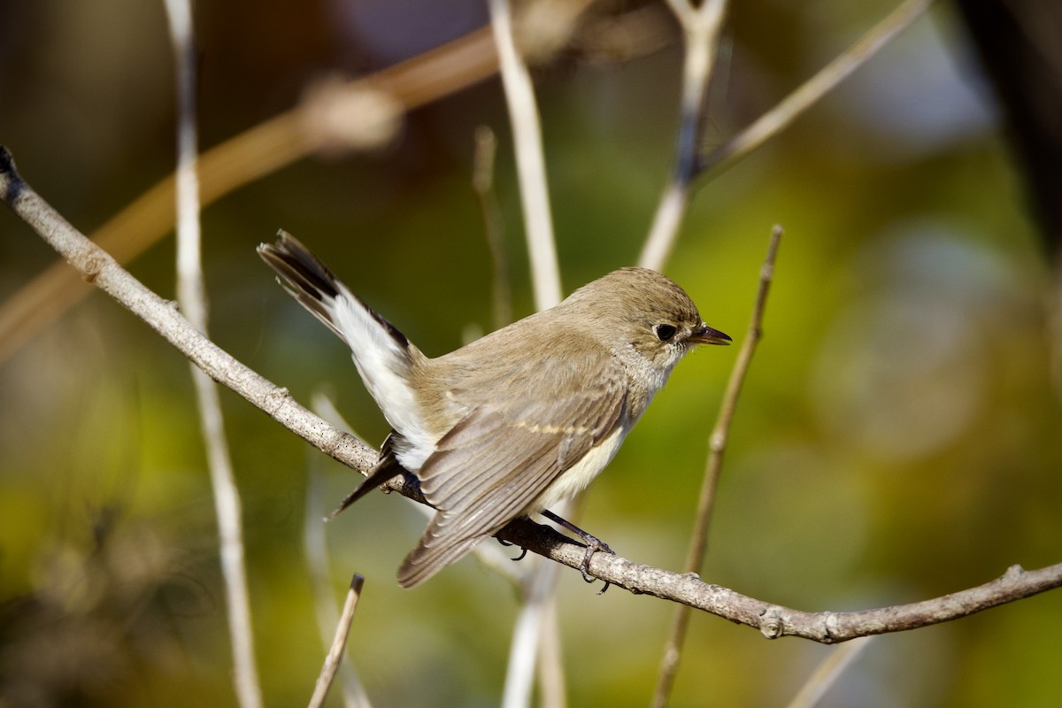 Red-breasted Flycatcher - ML646959672