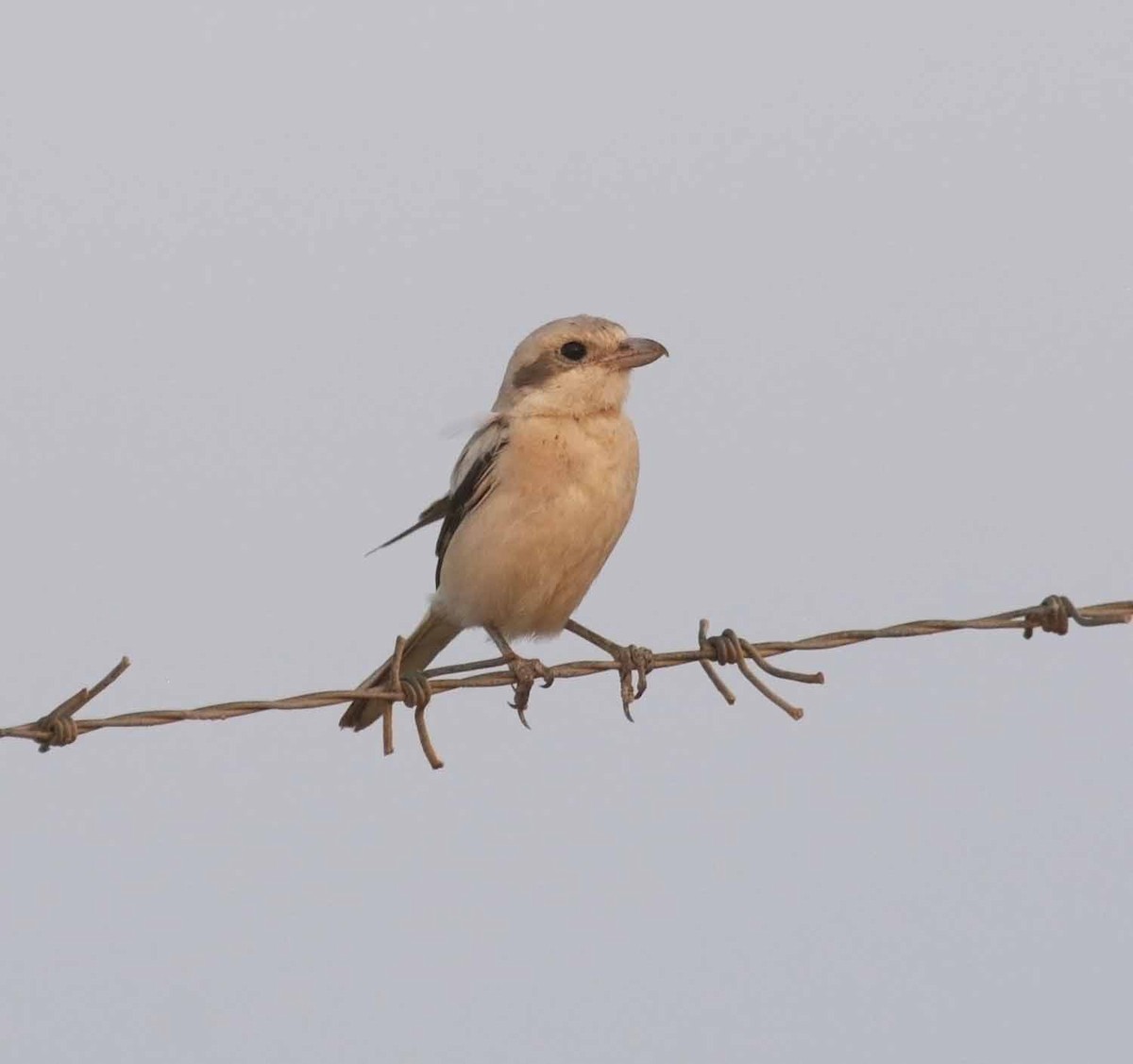 חנקן חיוור - ML646959674
