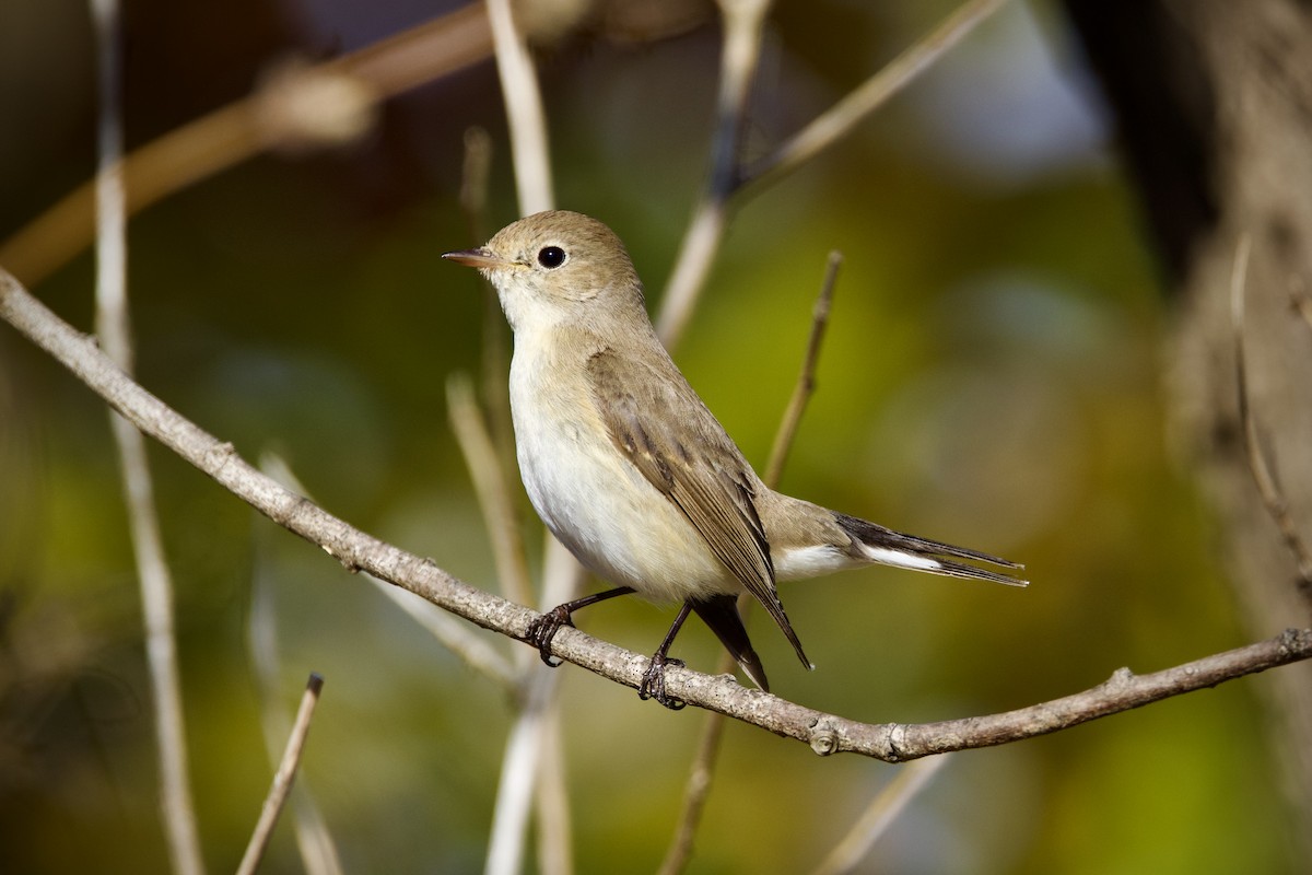 Red-breasted Flycatcher - ML646959675