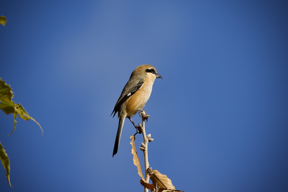 Bull-headed Shrike - ML646959677