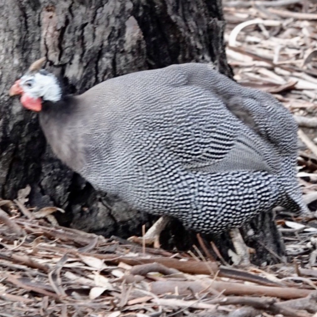 פנינית הקסדה (פליטת תרבות) - ML646959679
