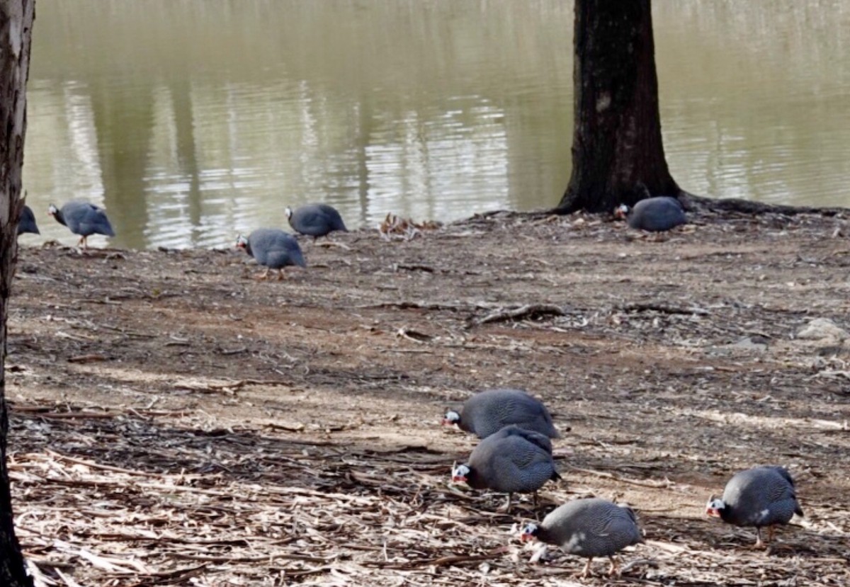 פנינית הקסדה (פליטת תרבות) - ML646959680