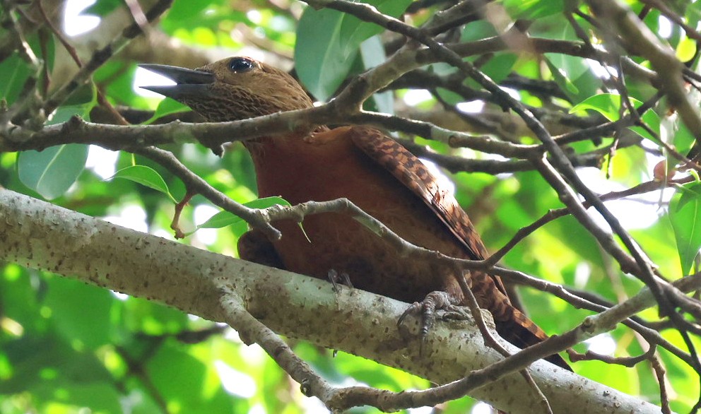 Rufous Woodpecker - ML646959685