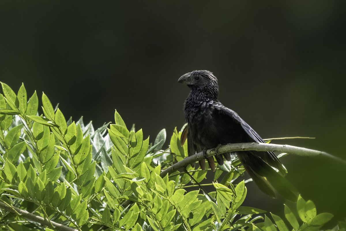 Groove-billed Ani - ML646959691