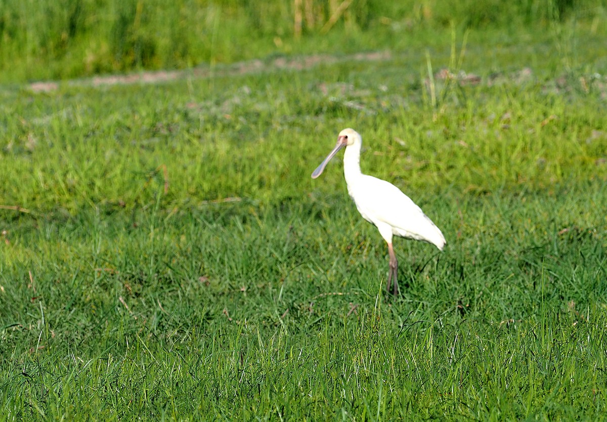 Spatule d'Afrique - ML646959693