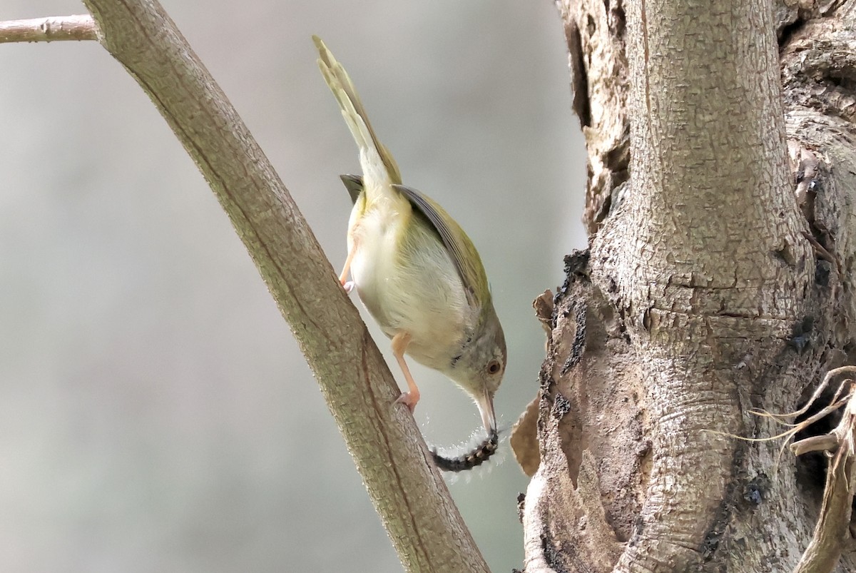 Common Tailorbird - ML646959696