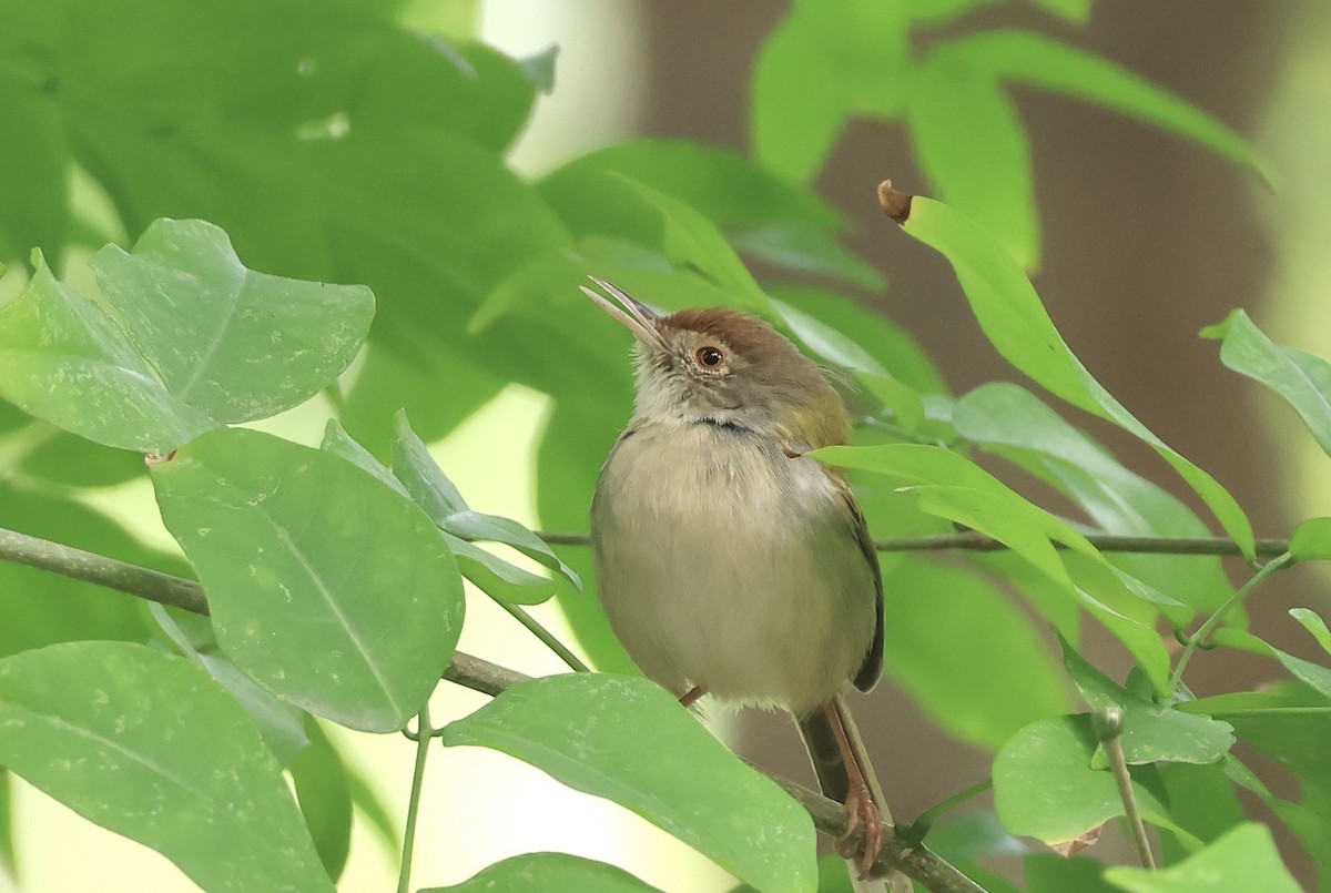 Common Tailorbird - ML646959697