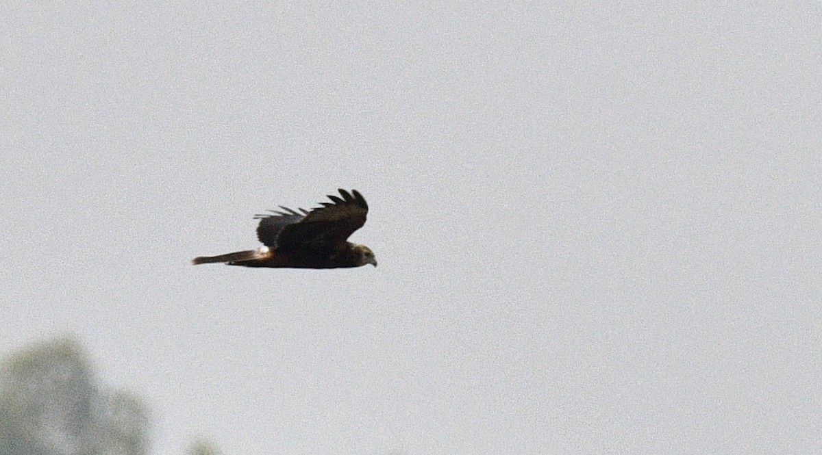 moták východní - ML646959698