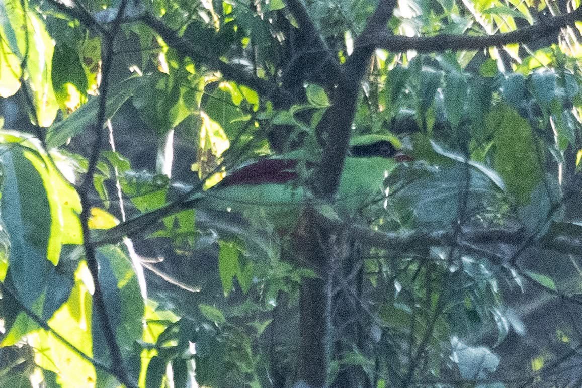 Common Green-Magpie (Common) - ML646959707