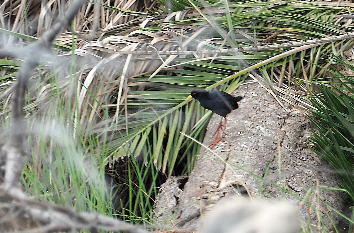 Marouette à bec jaune - ML646959716