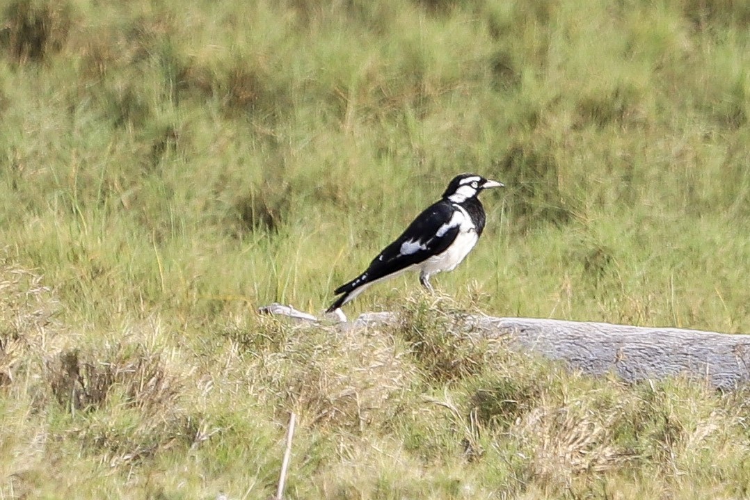 Magpie-lark - ML646959717