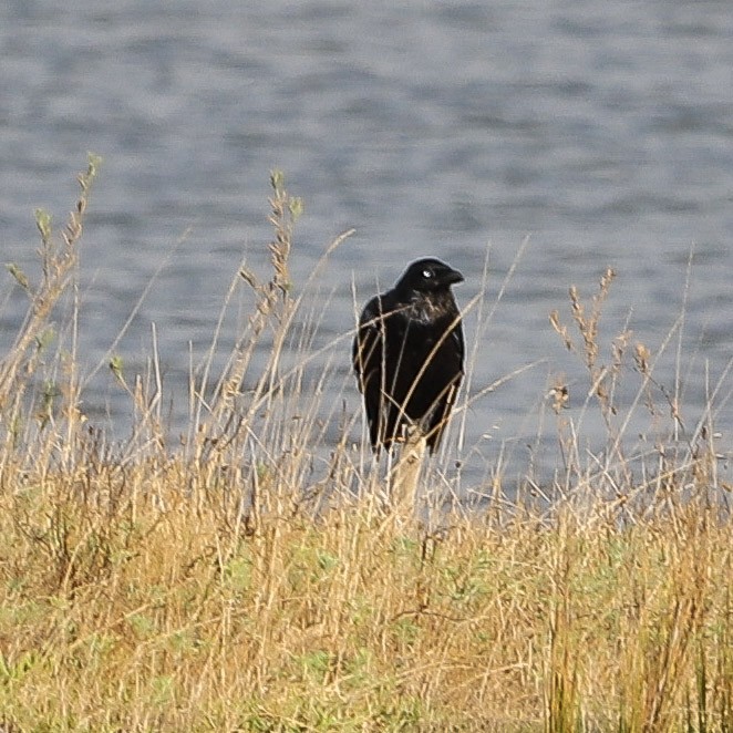 Australian Raven - ML646959718