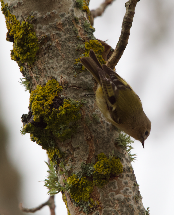 Желтоголовый королёк - ML646959721