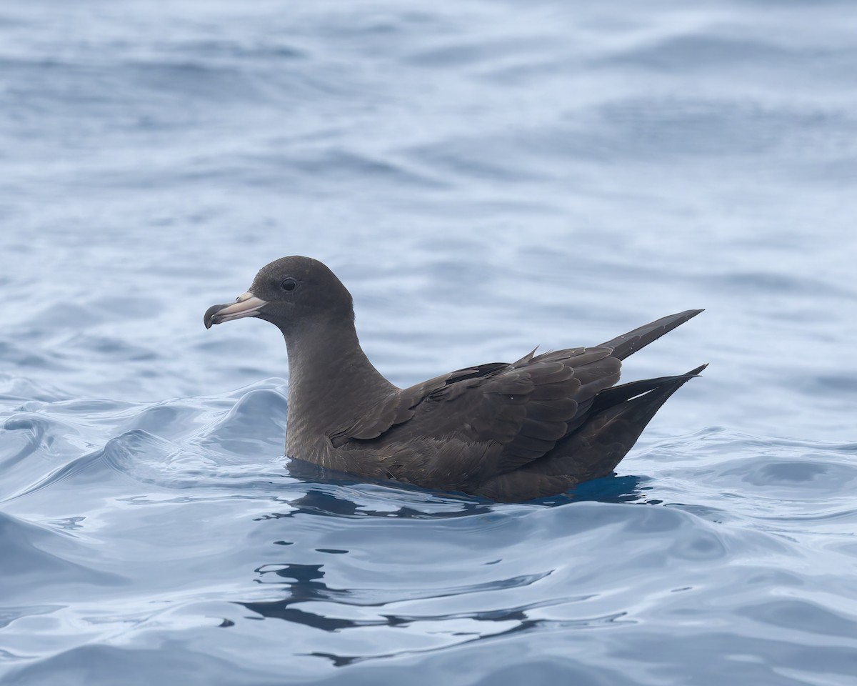 Flesh-footed Shearwater - ML646959724