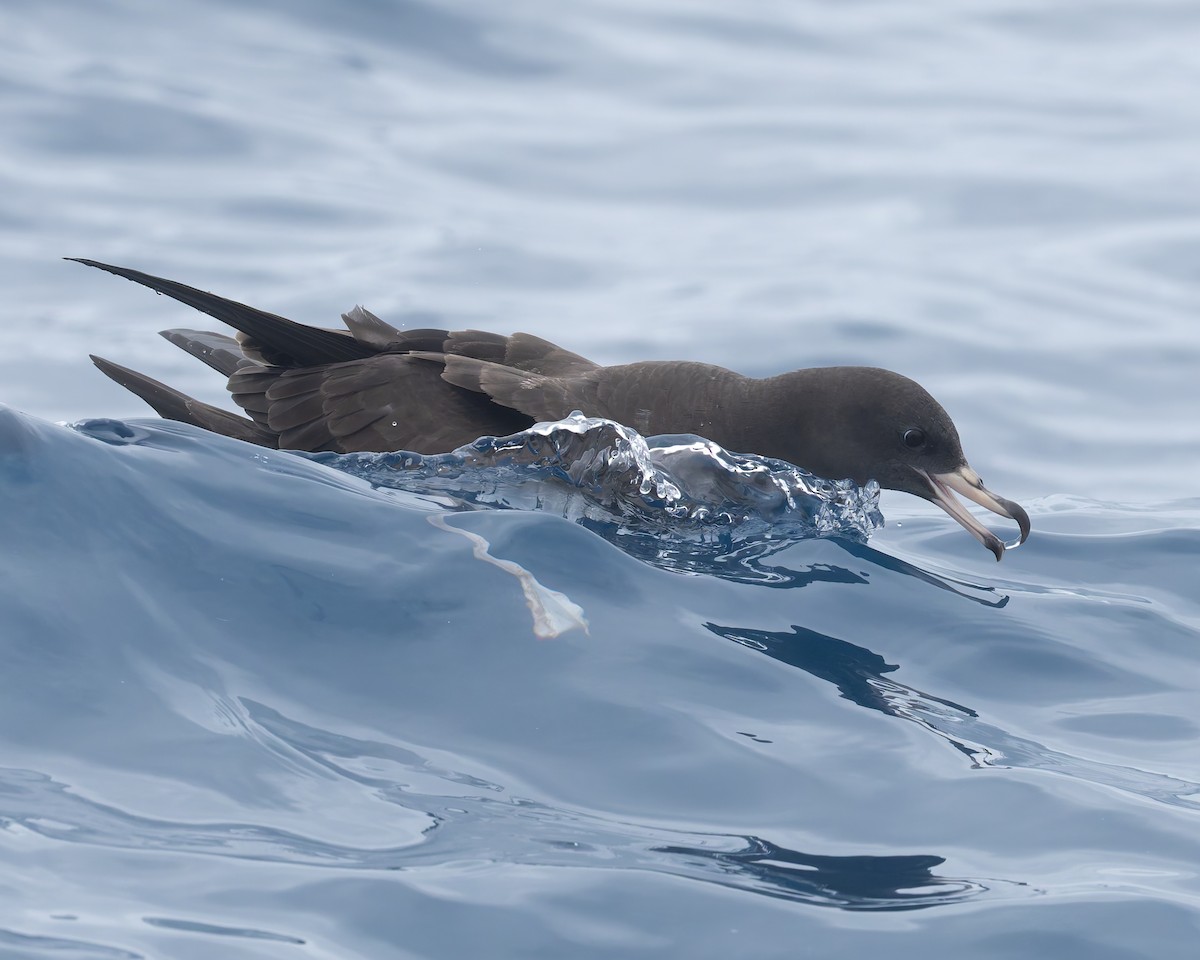 Flesh-footed Shearwater - ML646959725